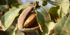 Almendras amargas, fuente del ácido mandélico en Mandelic Refining Cleanser